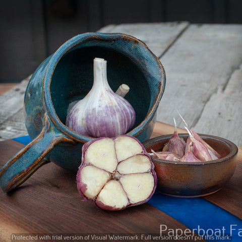 Garlic Marbled Purple Stripe Variety