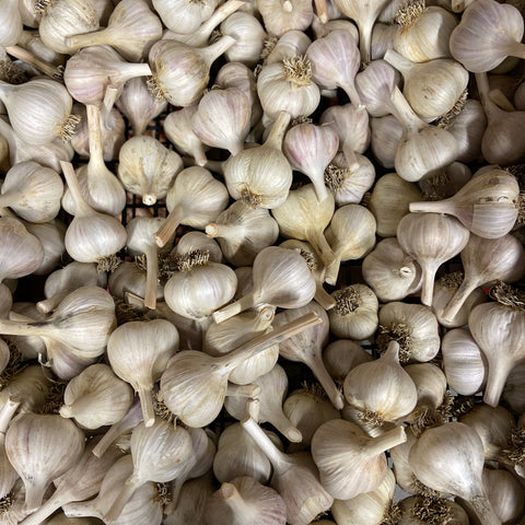 Seed Garlic